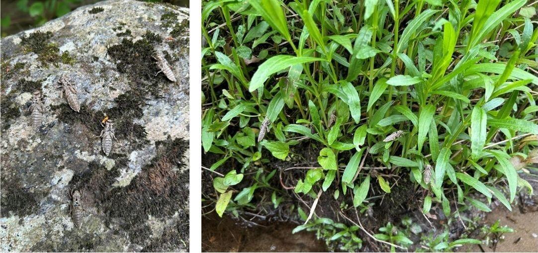 multiple images of exuviae on a streambank