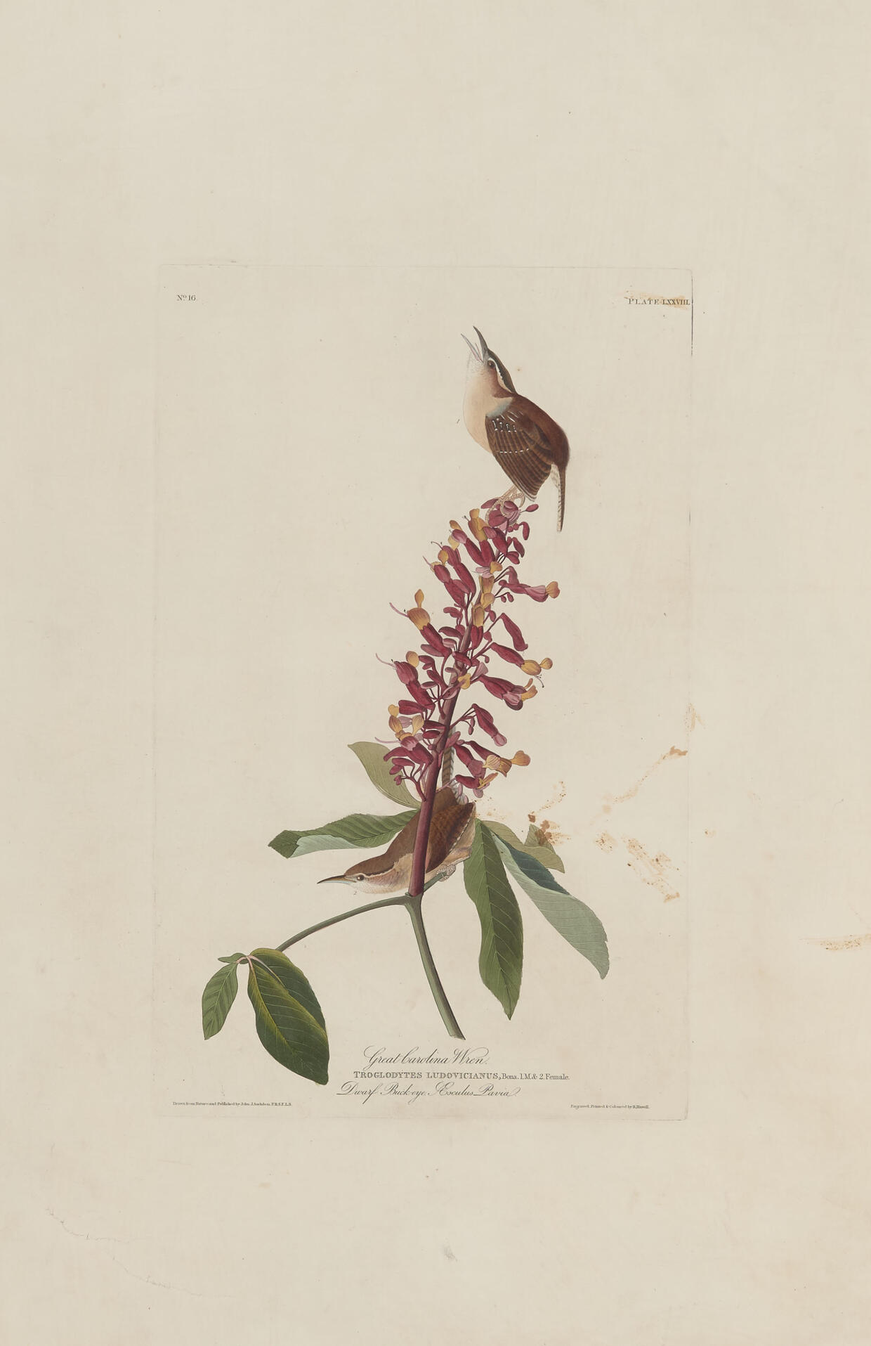 Audubon Plate 78, Great Carolina Wren 