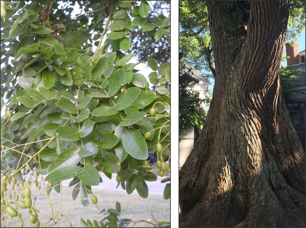 Bark and leaves of a tree