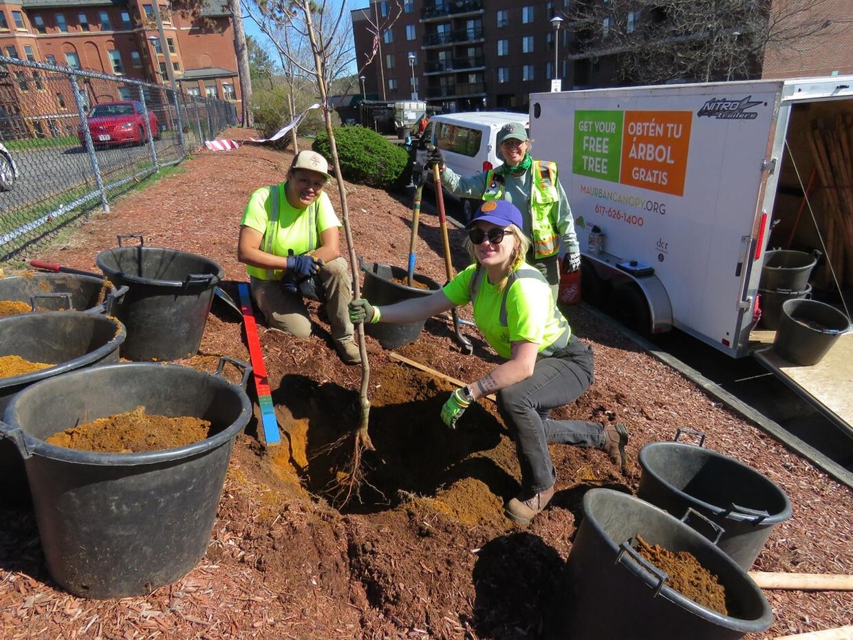 People planting trees.