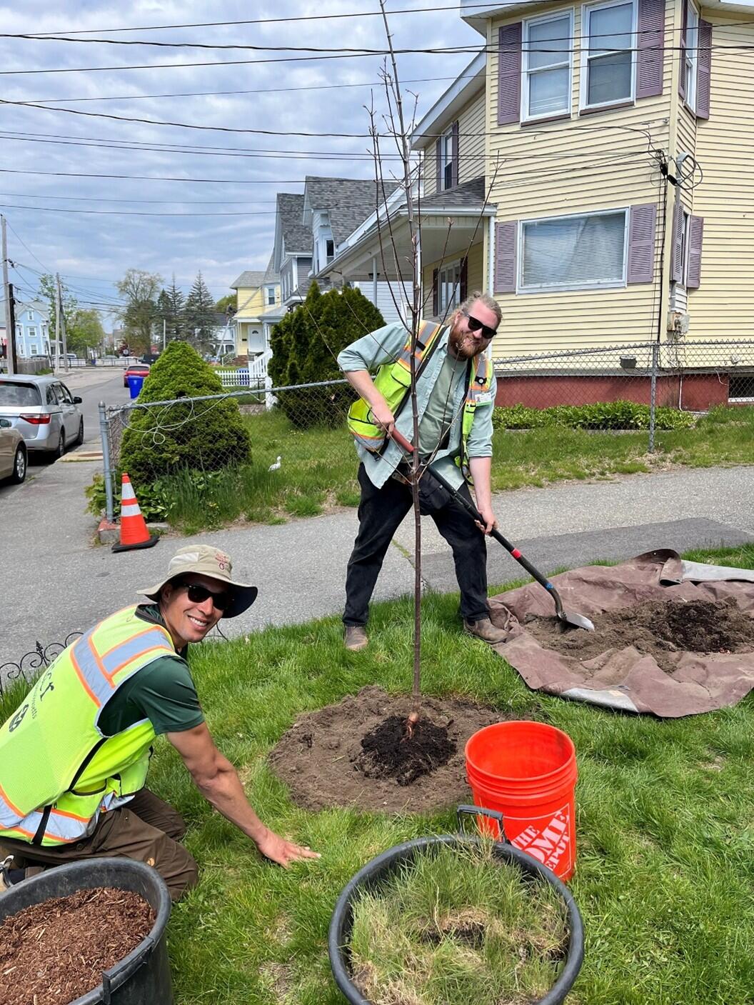 Planting a tree.