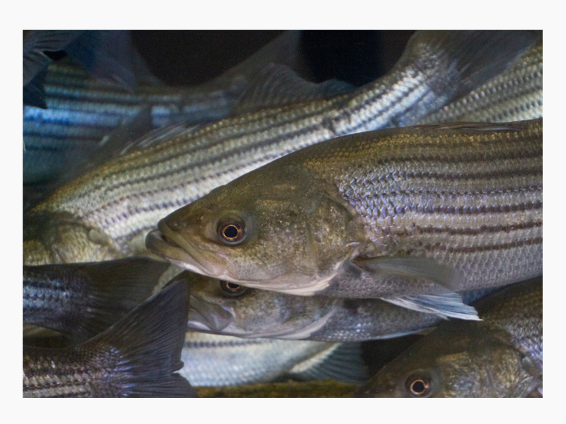 bass swimming together