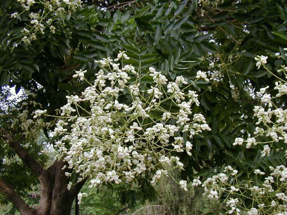 Tree flowers