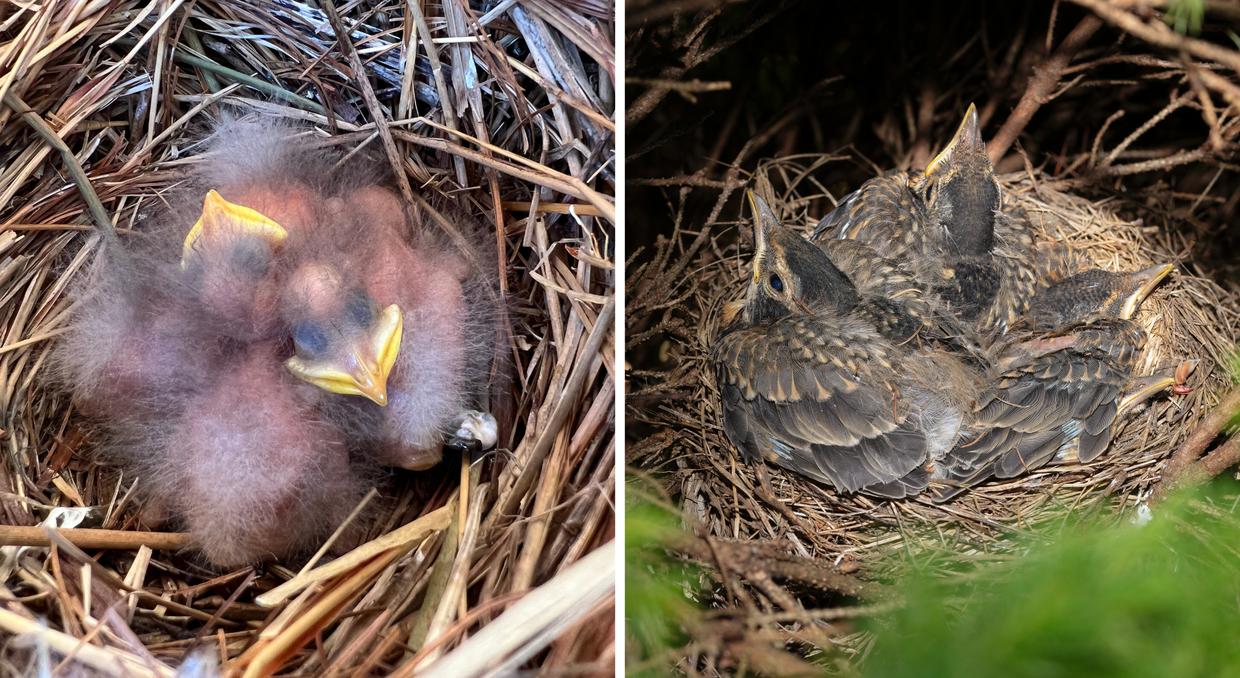 Photograph comparison of a nest of hatchlings and a nest of fledglings