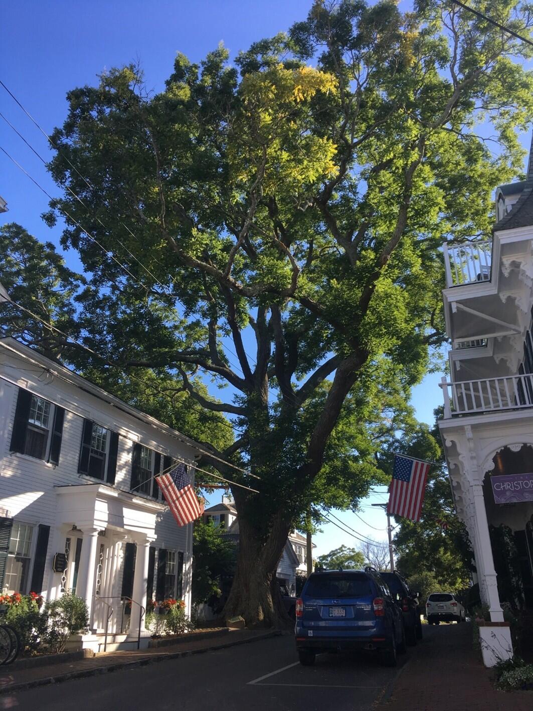 Large tree