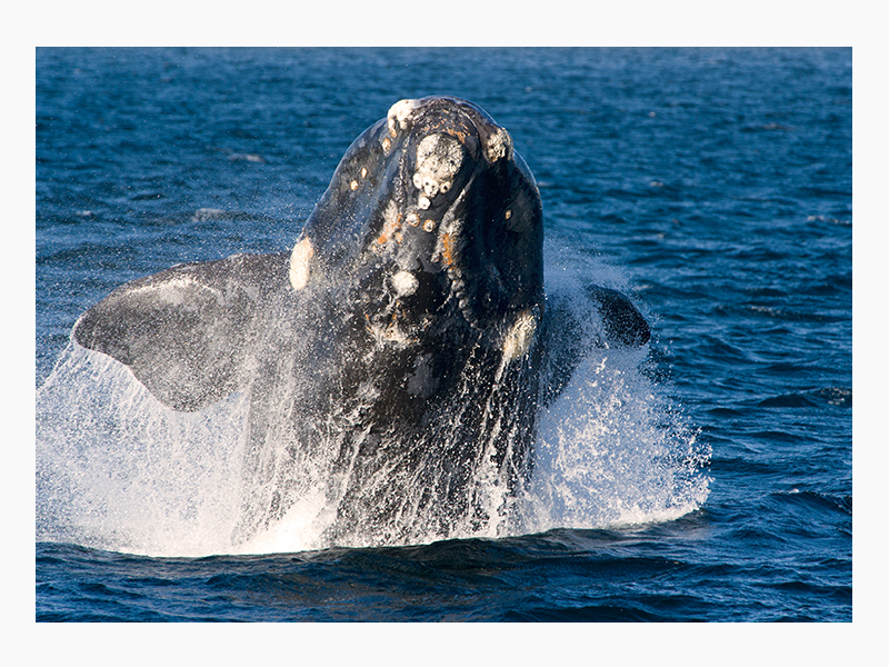 Right whale breaching backwards