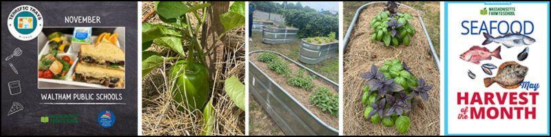 spotlights of farm to school