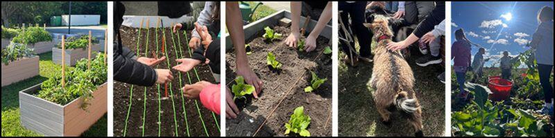 spotlights of farm to school