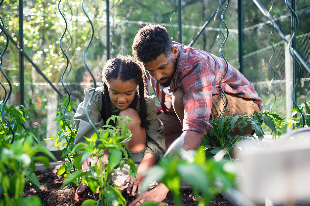 Happy young father with small daughter working outdoors in backyard, gardening and greenhouse concept.
