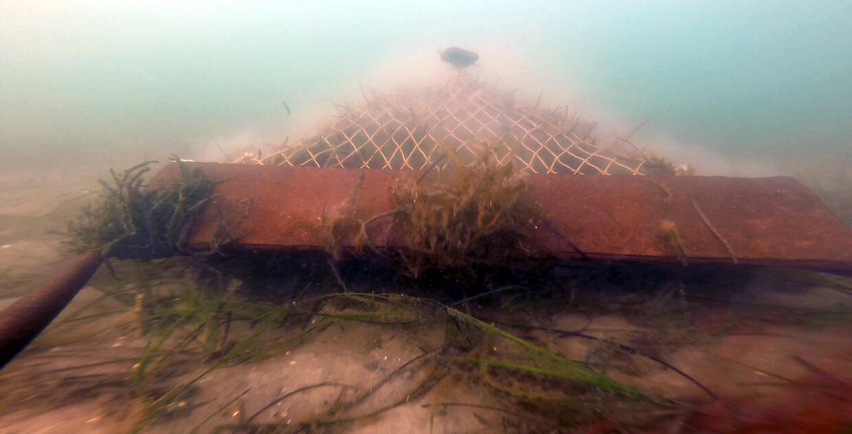 A net underwater is shown just above the seafloor. 