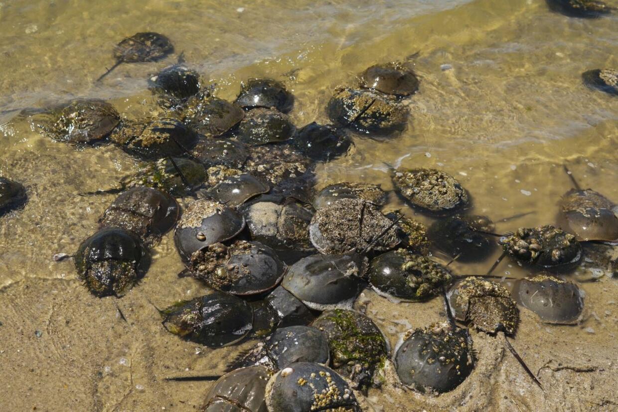 Group of horseshoe crabs on beach.