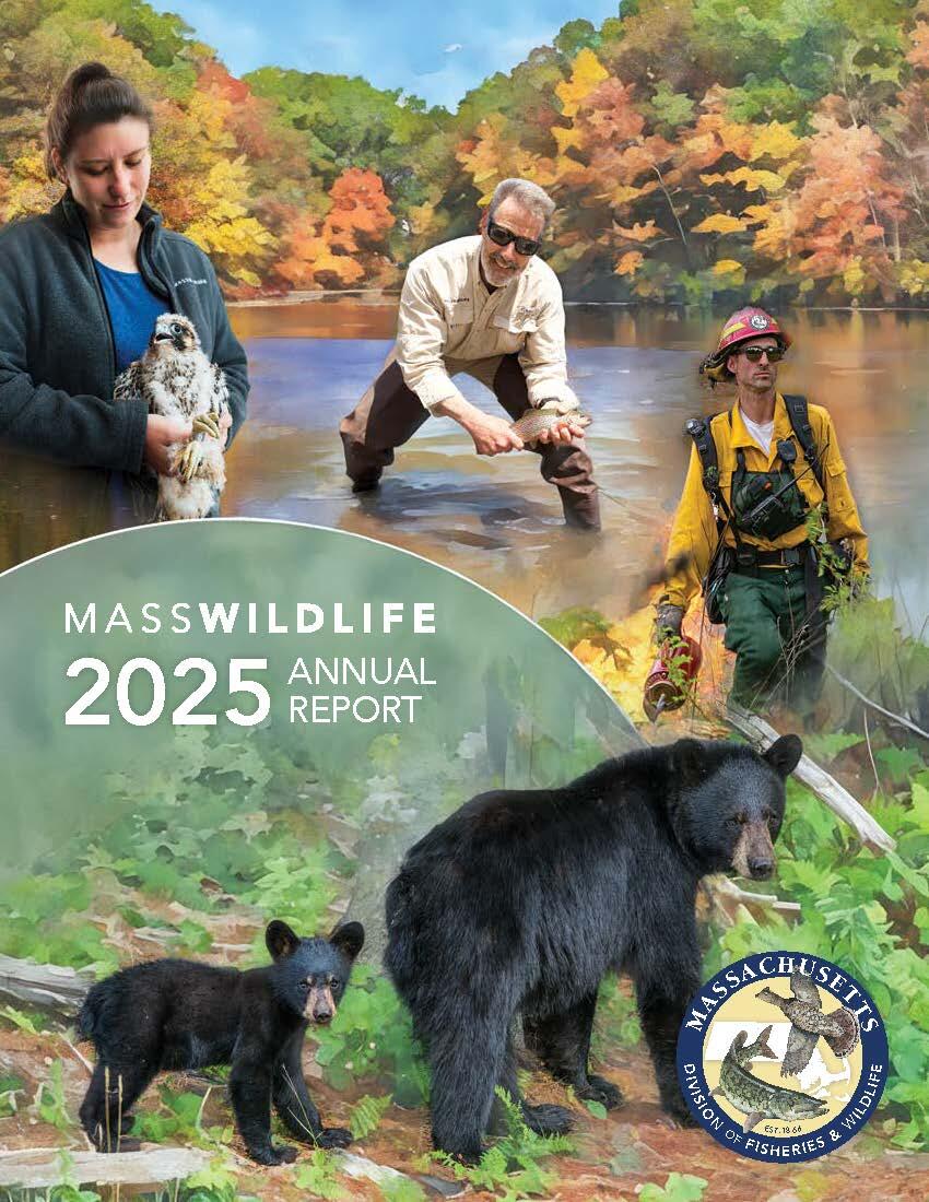 cover of masswildlife annual report 2025