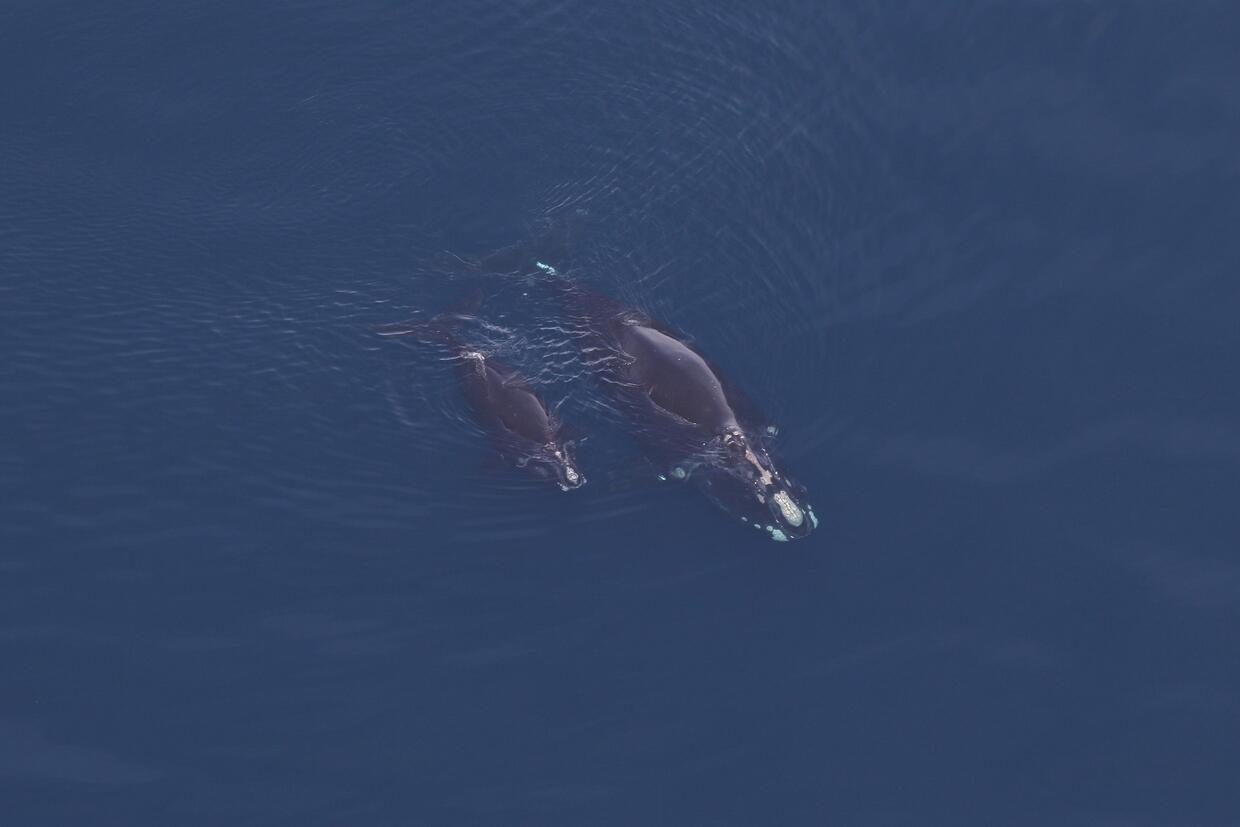 Right whale mother and calf swim near the surface. 