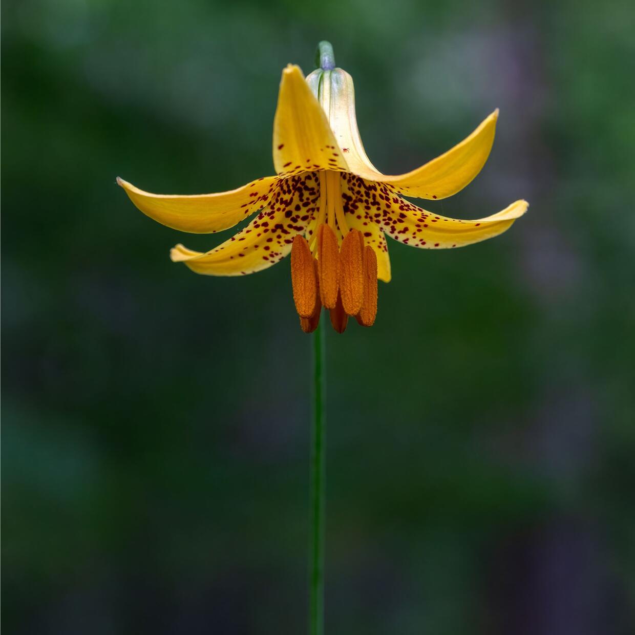 canada lily