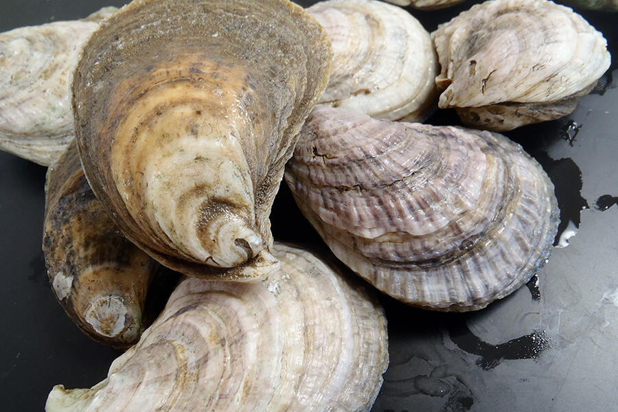 Small cluster of eastern oysters. 
