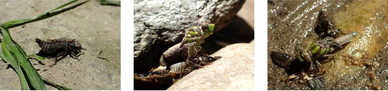 multiple images of a dragonfly nymph transforming to an adult