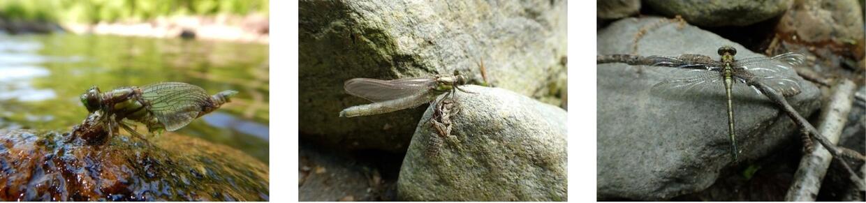 multiple images of a dragonfly nymph transforming to an adult