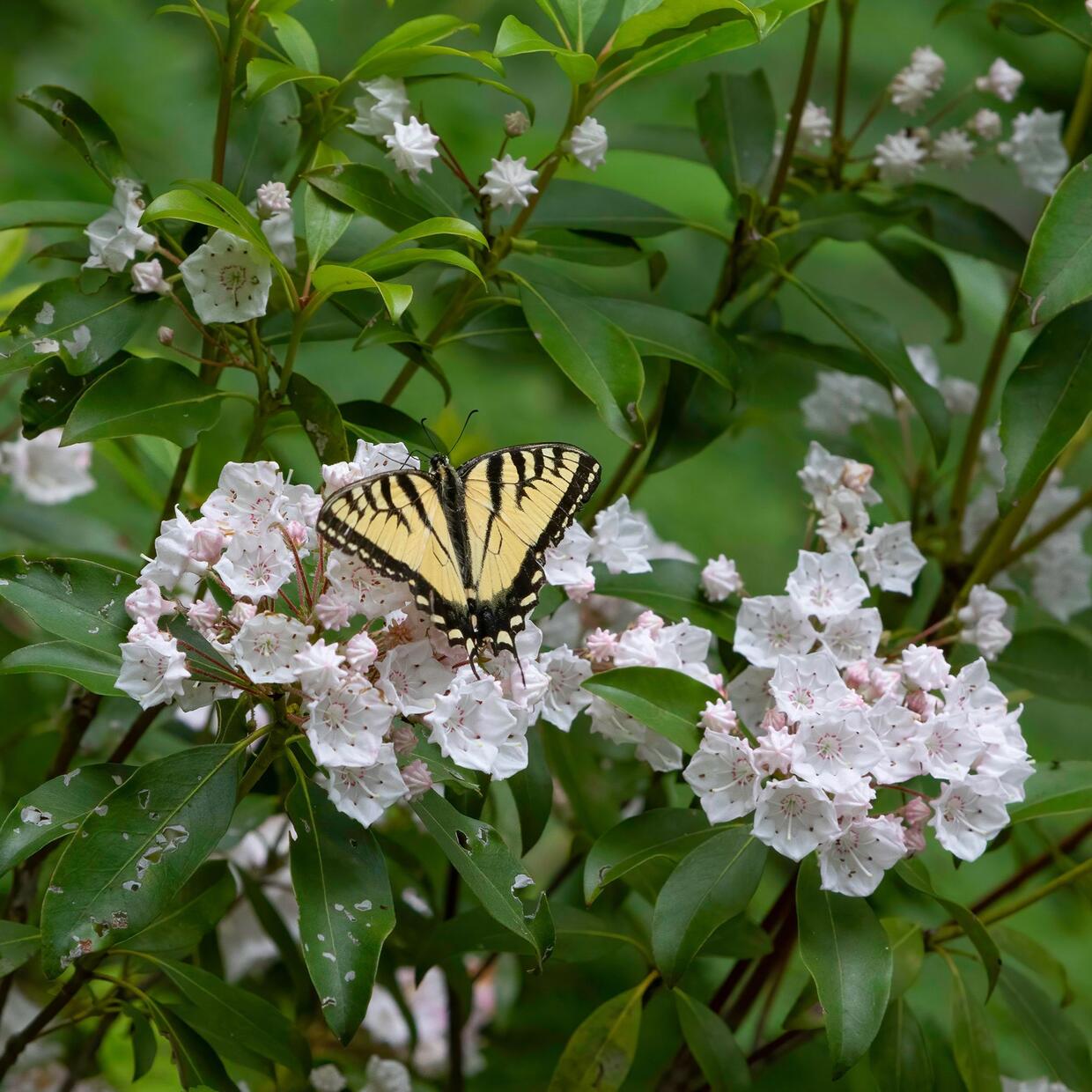 mountain laurel