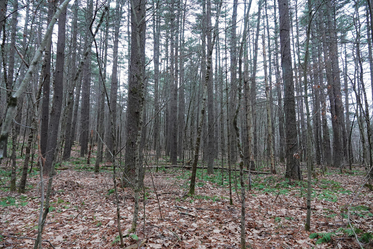 heavily wooded area