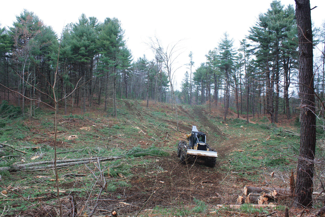 recently tree harvested hill