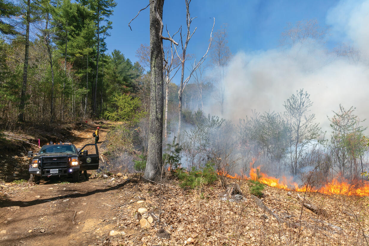prescribed fire on a WMA