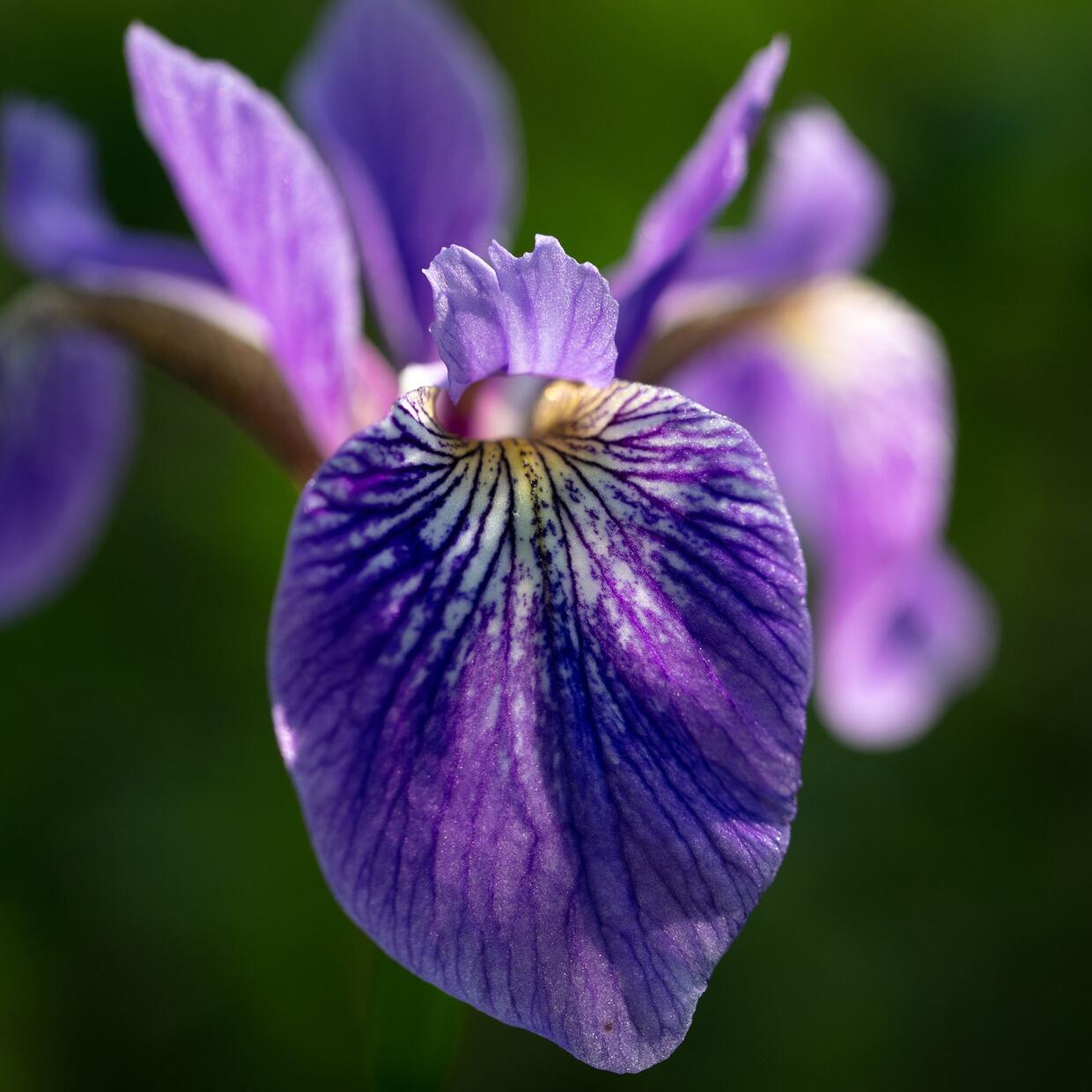 Northern blue flag
