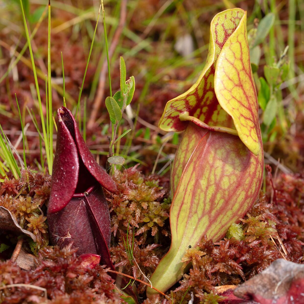 purple pitcher plant
