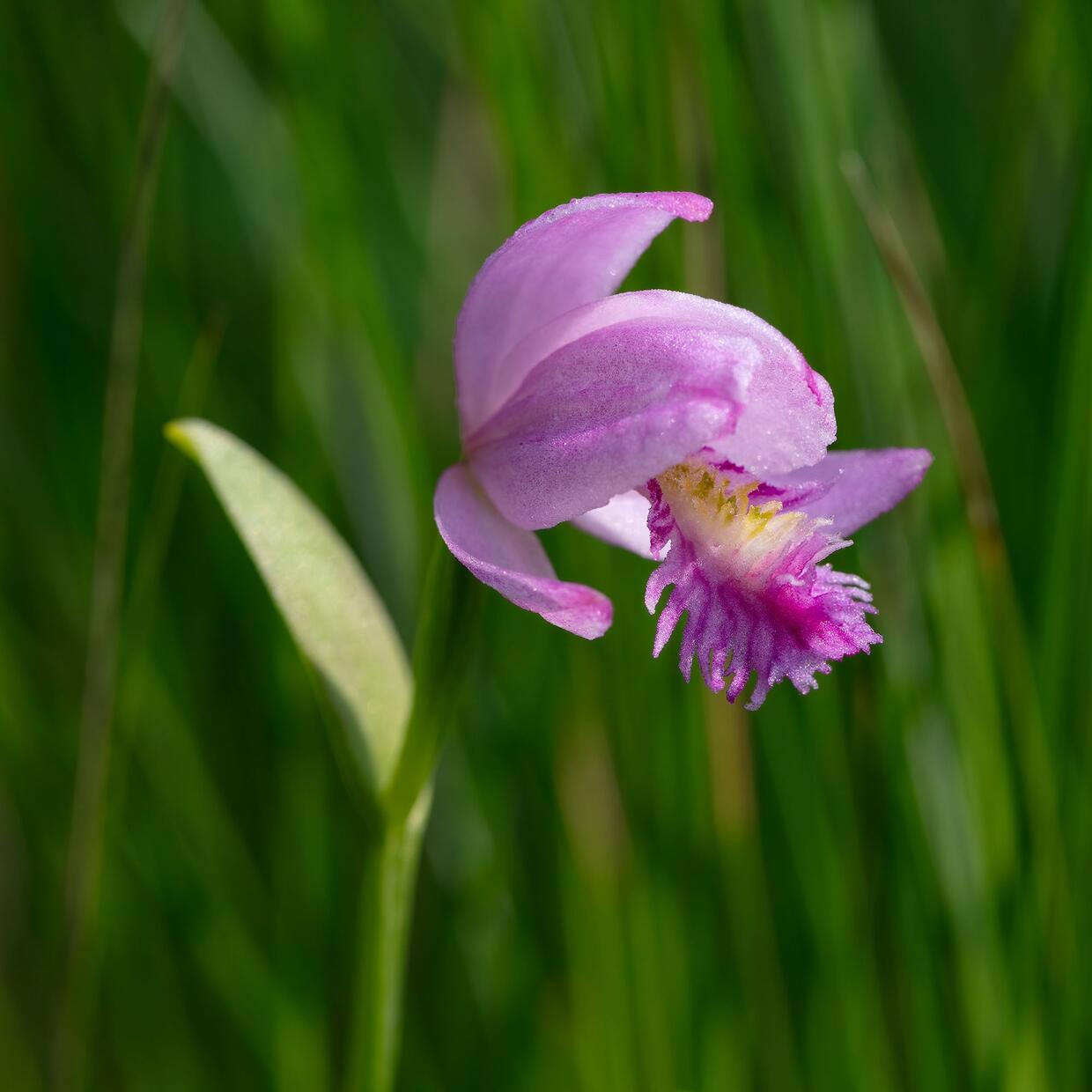 Rose pogonia