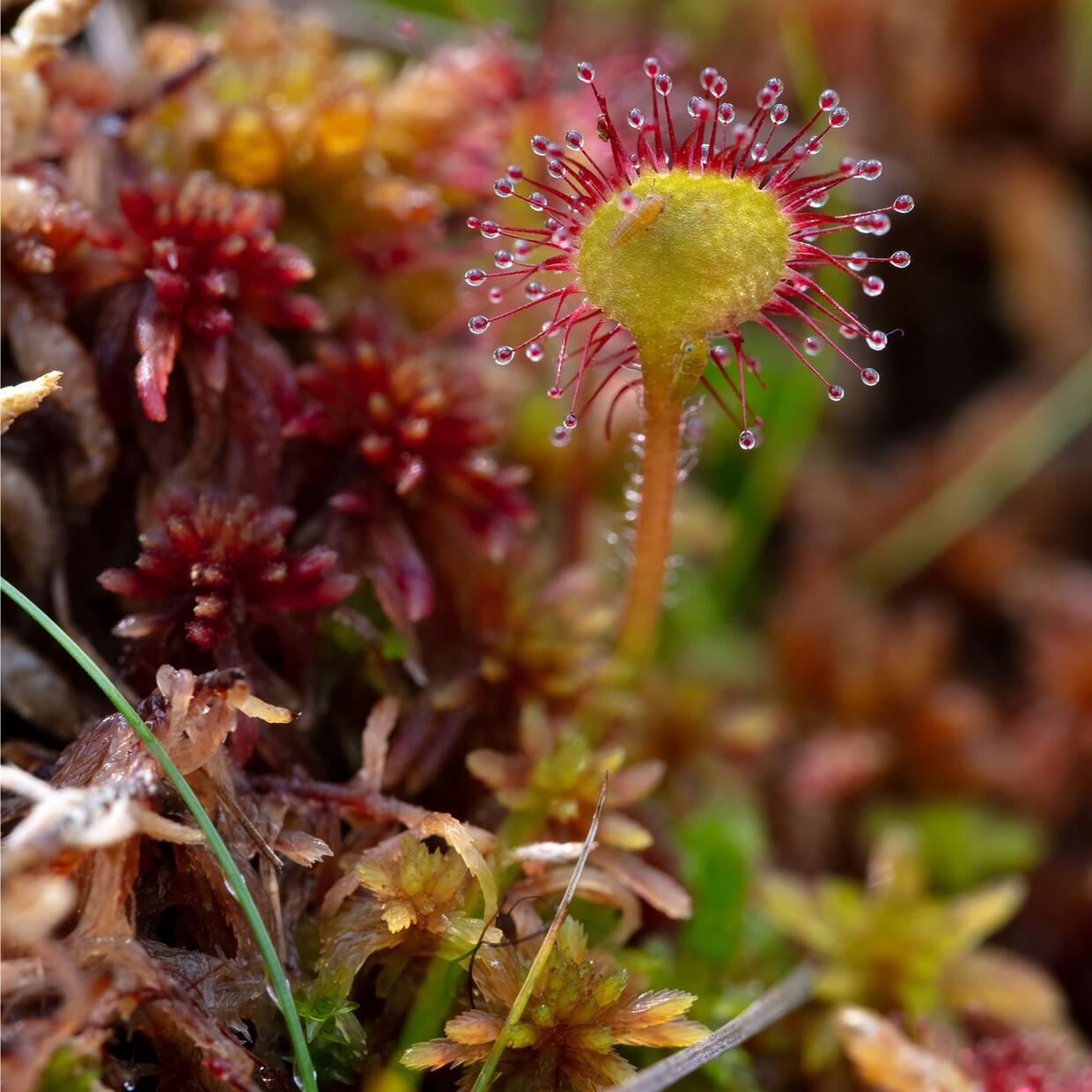 Round-leaved sundew