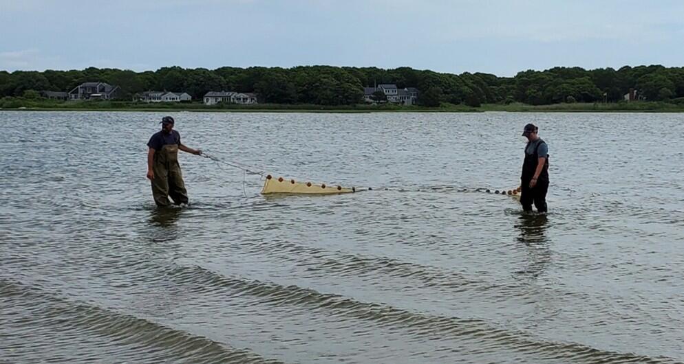 Two people stand in knee deep water, carrying a large net through the water towards shore. 