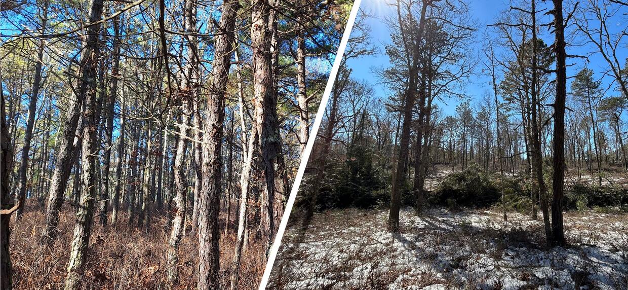 a before and after of selective tree removal
