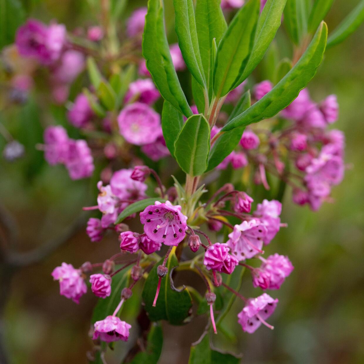 Sheep laurel