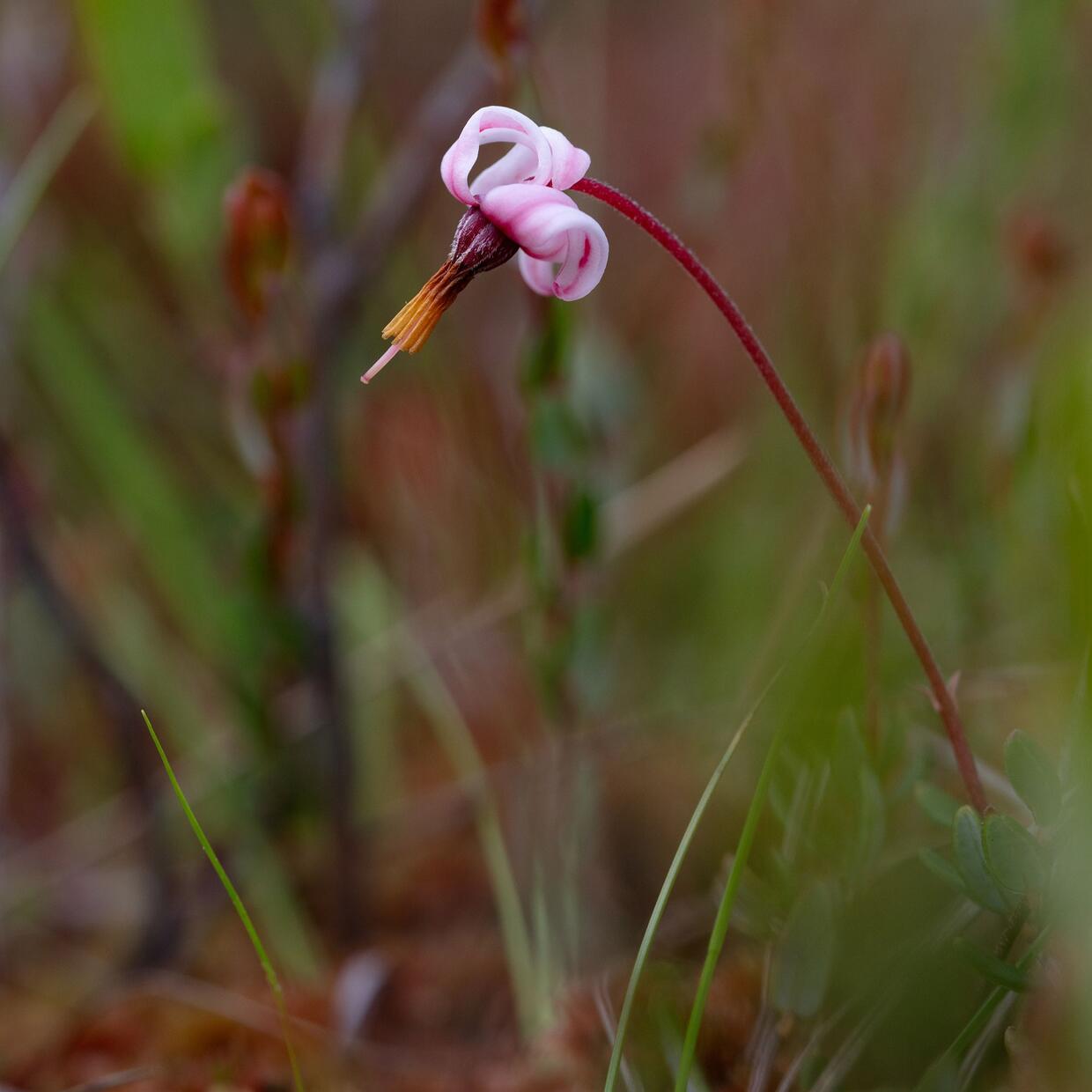 Small cranberry