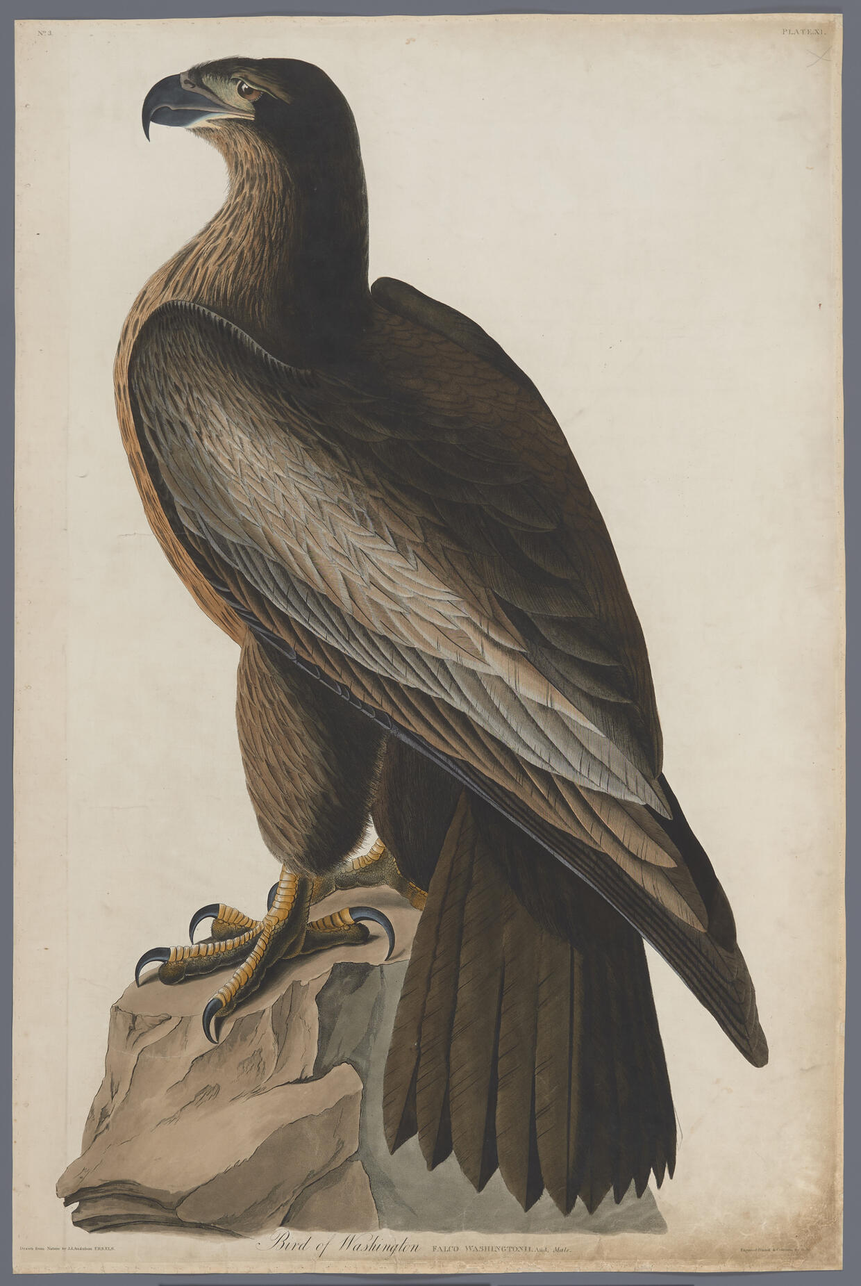 Audubon Plate 11, Bird of Washington