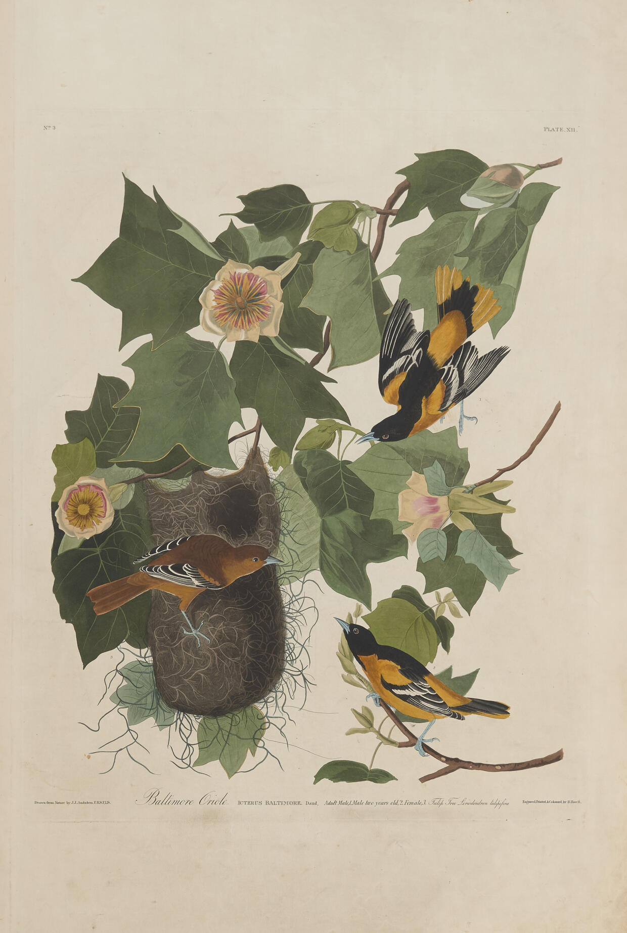 Audubon Plate 12, Baltimore Oriole