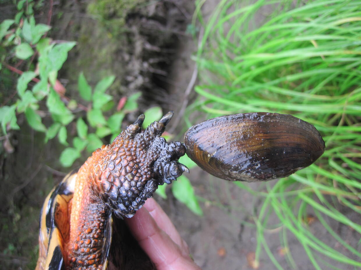 mussel attached to turtle foot