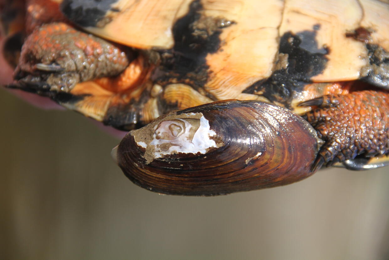 close up of mussel attached to turtle