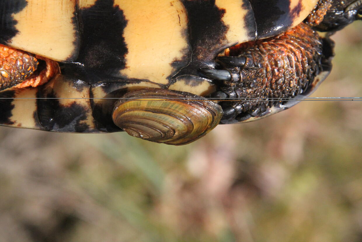 close up of mussel attached to turtle