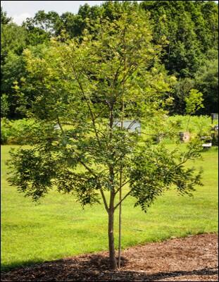 A young tree after planting.