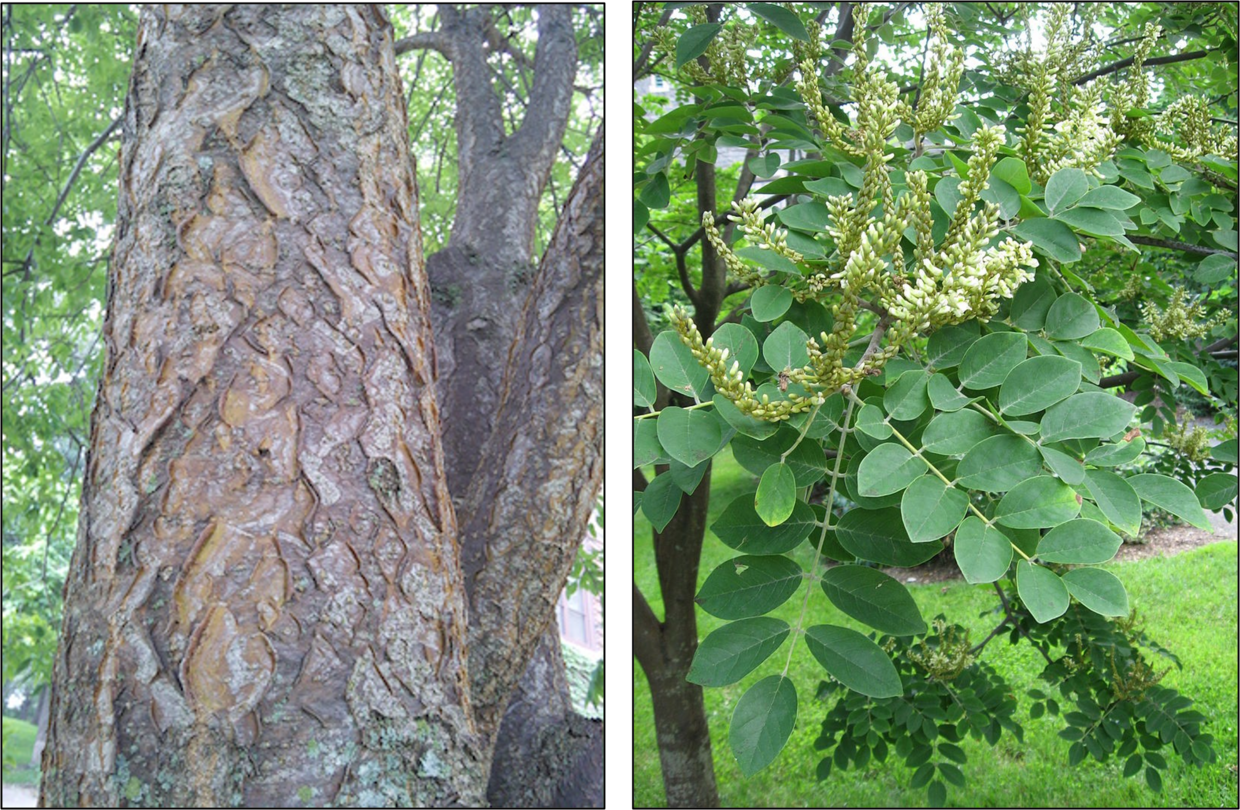 The bark, leaves, and flowers of Amur maackia. 
