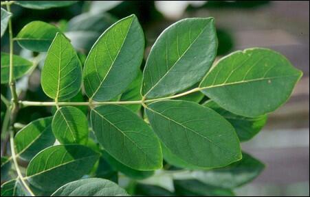 A Amur leaf.