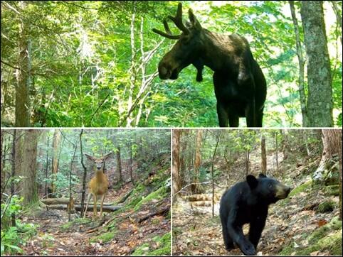 Massachusetts wildlife, a moose, deer and bear.