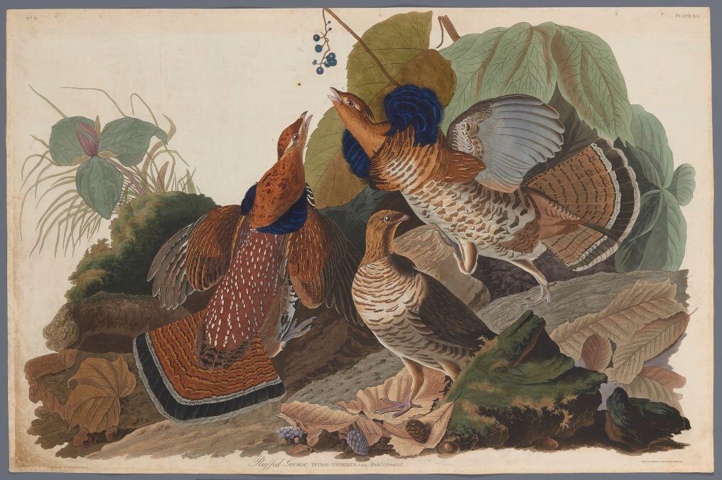 Audubon Plate 41, Ruffed Grouse