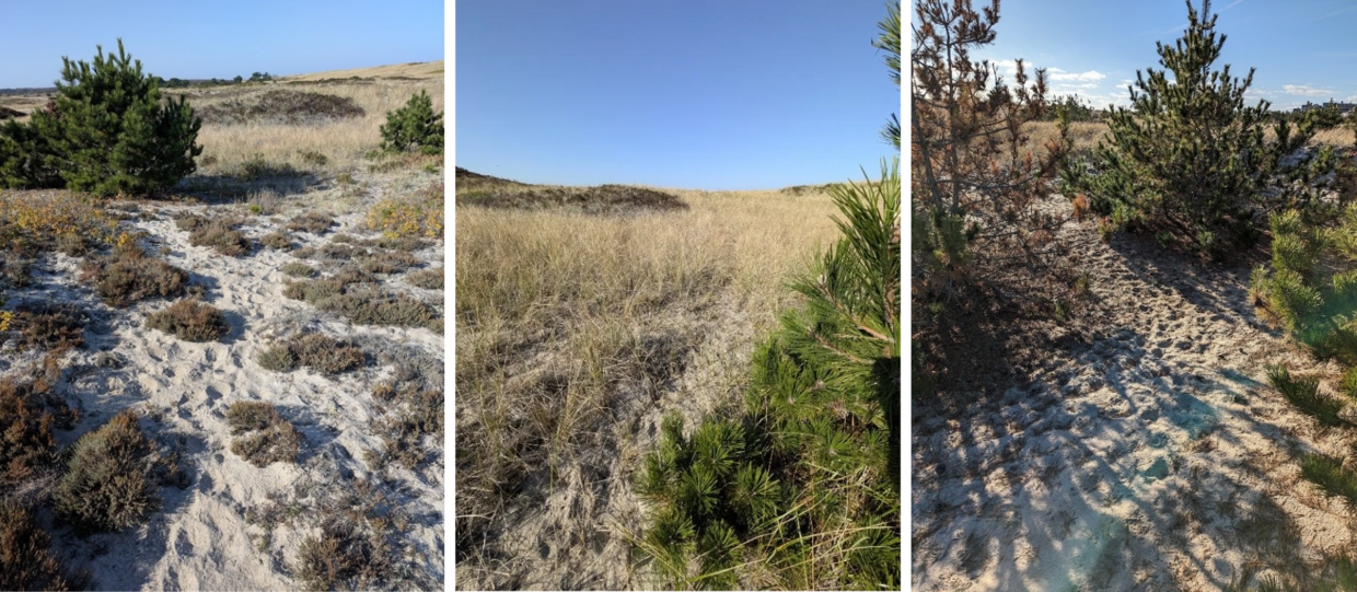 Heavily deer-browsed vegetation, rapidly thinning vegetation along a deer trail, and heavily used deer bedding site