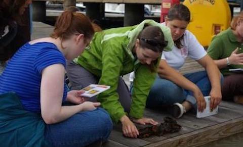 a group of volunteers peer at marine invasive species and use id cards to help identify them