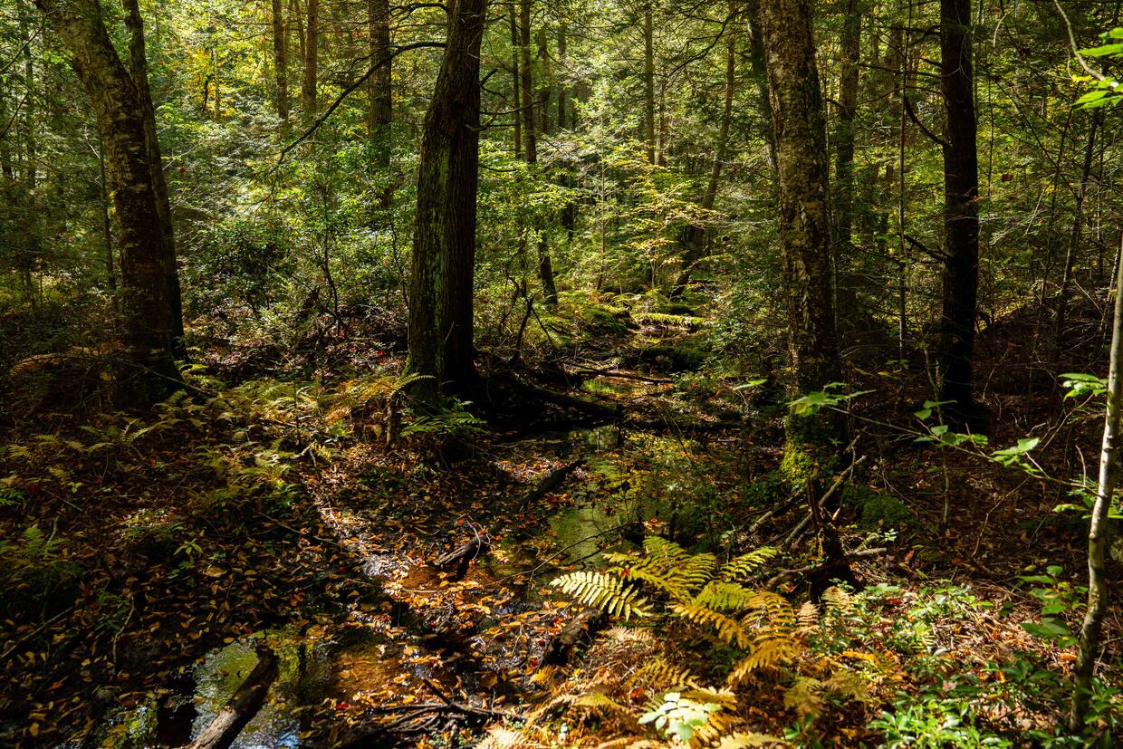 A stream flows through trees and ferns.