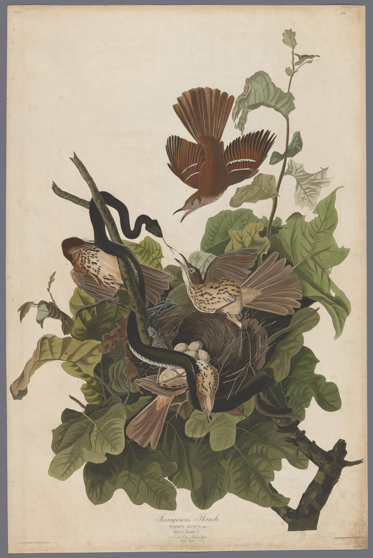 Audubon Plate 116, Ferruginous Thrush (Brown Thrasher)