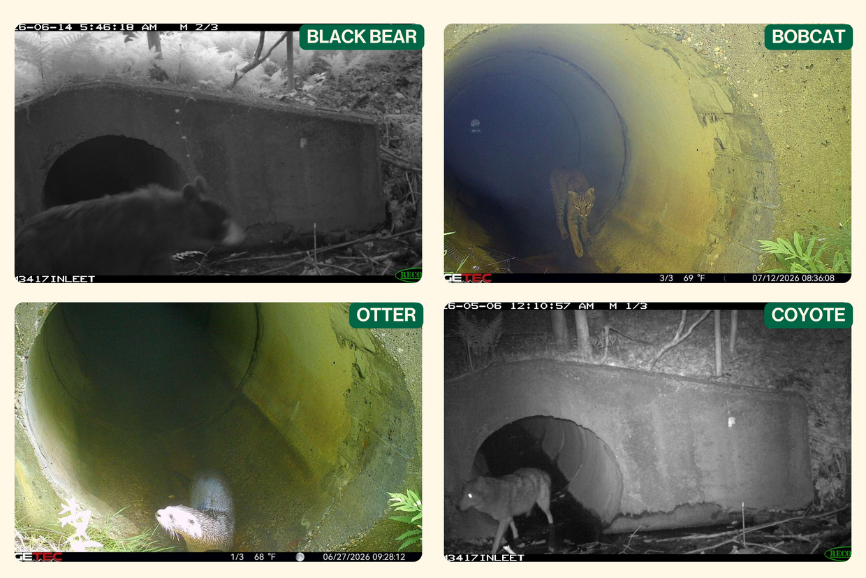 Trail camera photos of wildlife using a culvert to go under a highway.