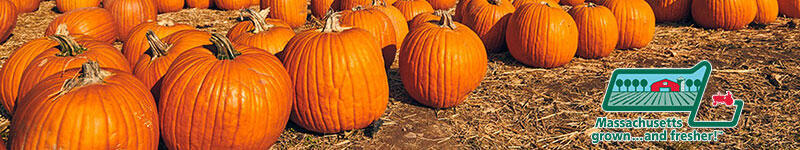 pumpkins