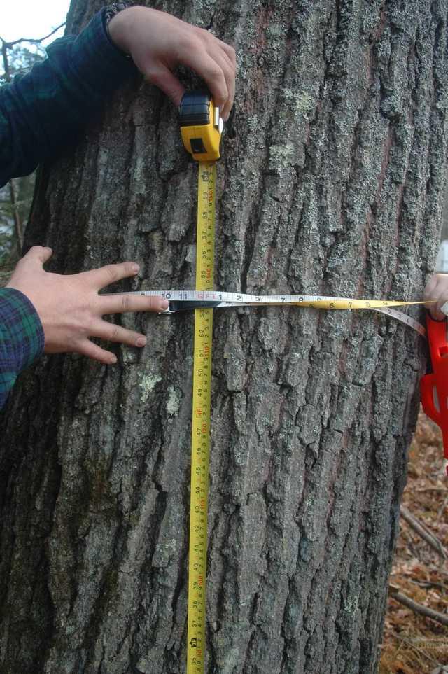 Measuring the Circumference of a Tree